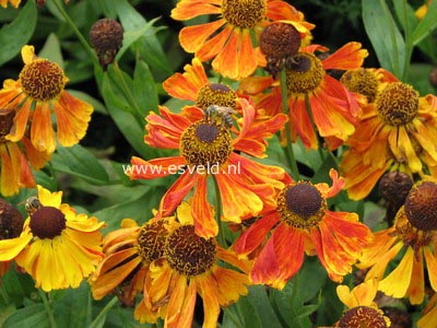 Helenium 'Waltraut'