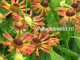 Helenium 'Loysder Wieck'