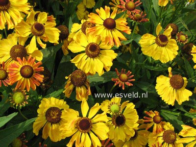 Helenium 'Zimbelstern'