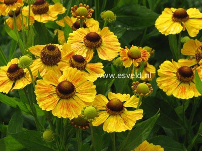 Helenium 'Goldrausch'