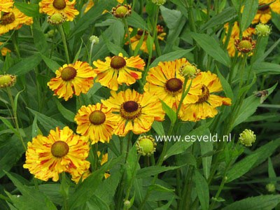 Helenium 'Goldrausch'