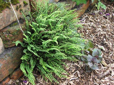 Asplenium trichomanes