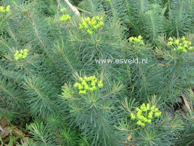 Euphorbia cyparissias