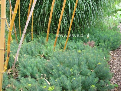 Euphorbia cyparissias