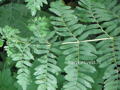 Osmunda regalis