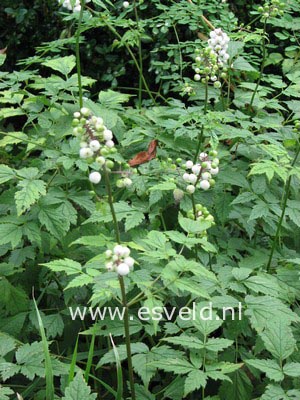 Actaea pachypoda