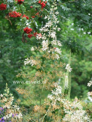 Macleaya microcarpa 'Kelway's Coral Plume'