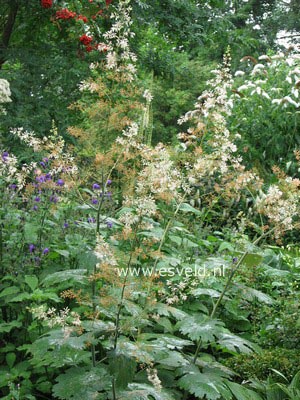 Macleaya microcarpa 'Kelway's Coral Plume'