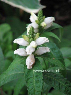 Chelone obliqua 'Alba'