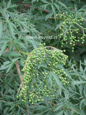 Sambucus nigra 'Laciniata'