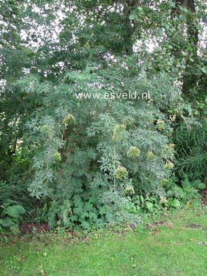 Sambucus nigra 'Laciniata'