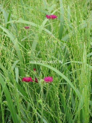 Knautia macedonica