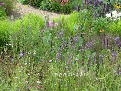 Verbena hastata