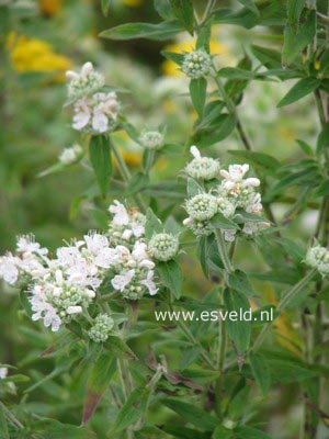 Pycnanthemum pilosum