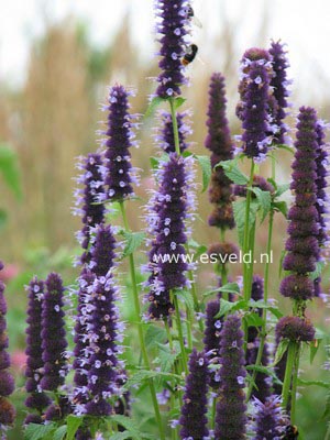 Agastache 'Black Adder'