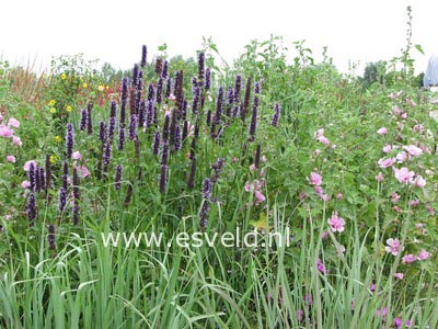 Agastache 'Black Adder'