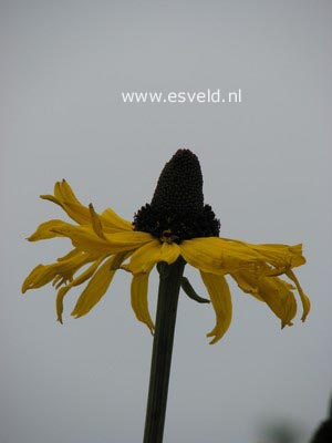 Rudbeckia maxima