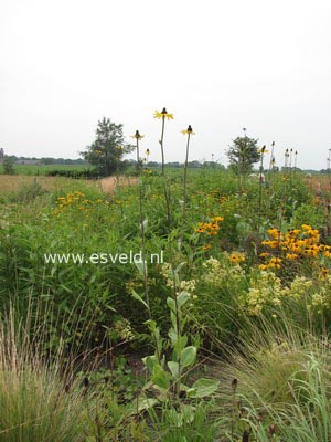 Rudbeckia maxima