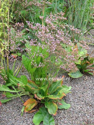 Limonium latifolium