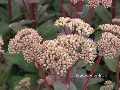 Sedum 'Matrona'