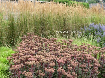 Sedum 'Matrona'