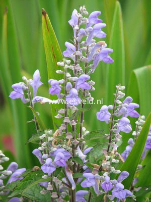 Scutellaria incana