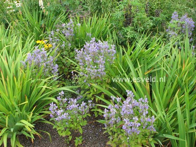 Scutellaria incana