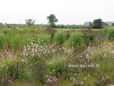 Gaura lindheimeri 'Whirling Butterflies'