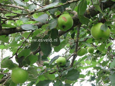 Malus domestica 'Bramley's Seedling'