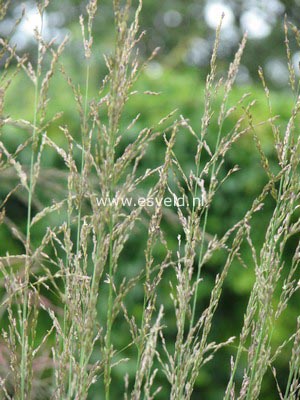 Molinia caerulea 'Heidebraut'