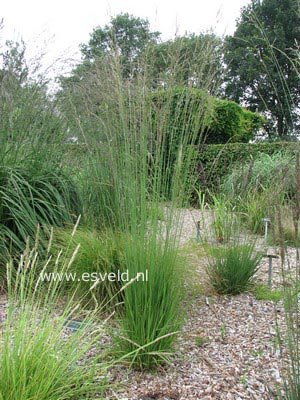 Molinia caerulea 'Heidebraut'