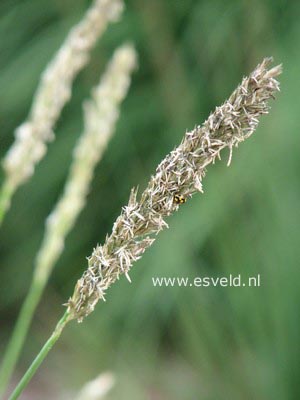 Sesleria autumnalis