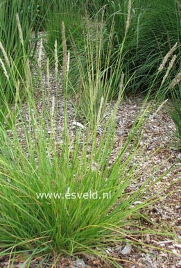 Sesleria autumnalis