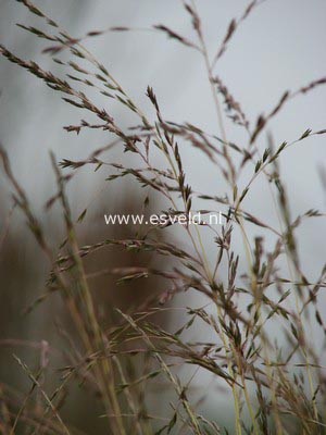 Molinia caerulea 'Variegata'