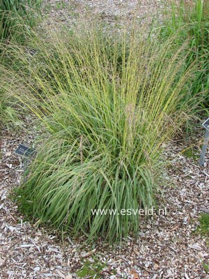 Molinia caerulea 'Variegata'