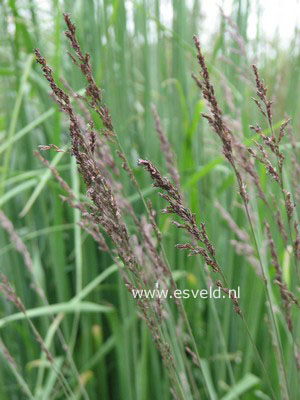 Molinia caerulea 'Edith Dudszus'