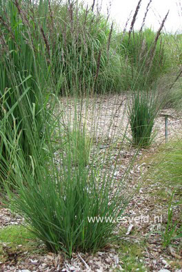 Molinia caerulea 'Edith Dudszus'