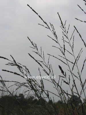 Molinia arundinacea 'Windspiel'