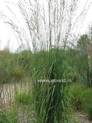 Molinia arundinacea 'Windspiel'