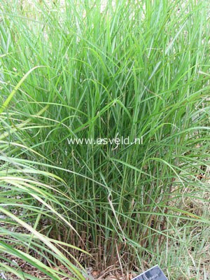 Miscanthus sinensis 'Graziella'