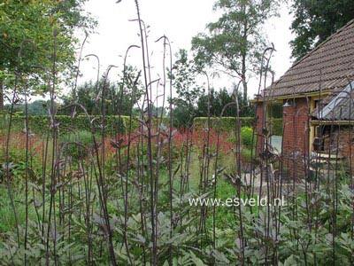 Actaea simplex 'Brunette'