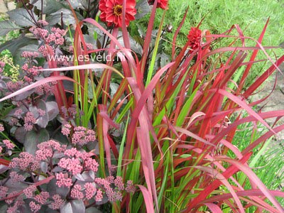 Imperata cylindrica 'Red Baron'