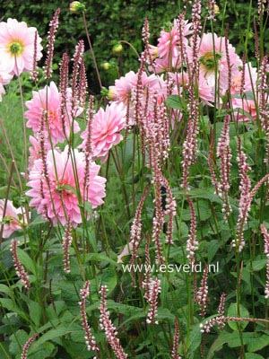 Persicaria amplexicaulis 'Rosea'