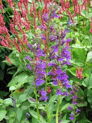 Lobelia siphilitica