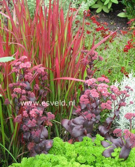 Imperata cylindrica 'Red Baron'