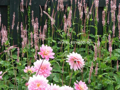 Persicaria amplexicaulis 'Rosea'