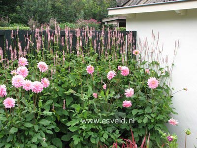 Persicaria amplexicaulis 'Rosea'