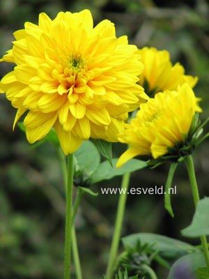 Helianthus decapetalus 'Soleil d'Or'