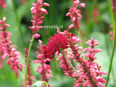 Knautia macedonica