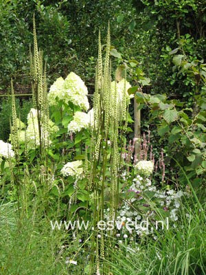 Actaea racemosa